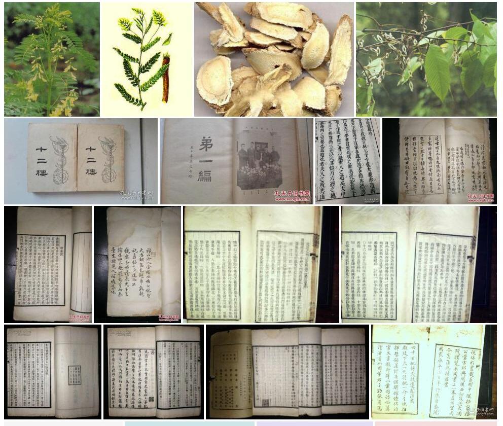 长序黄耆照片和图片/
