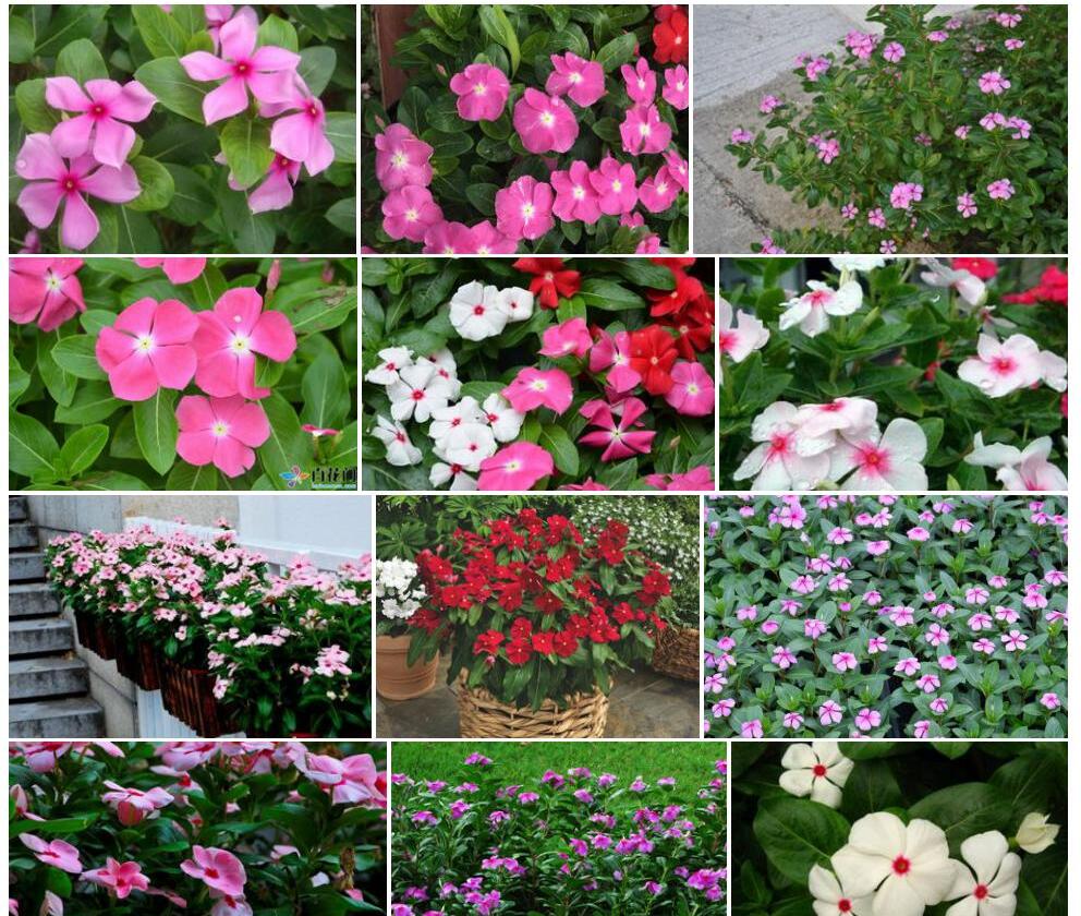 长春花照片和图片/