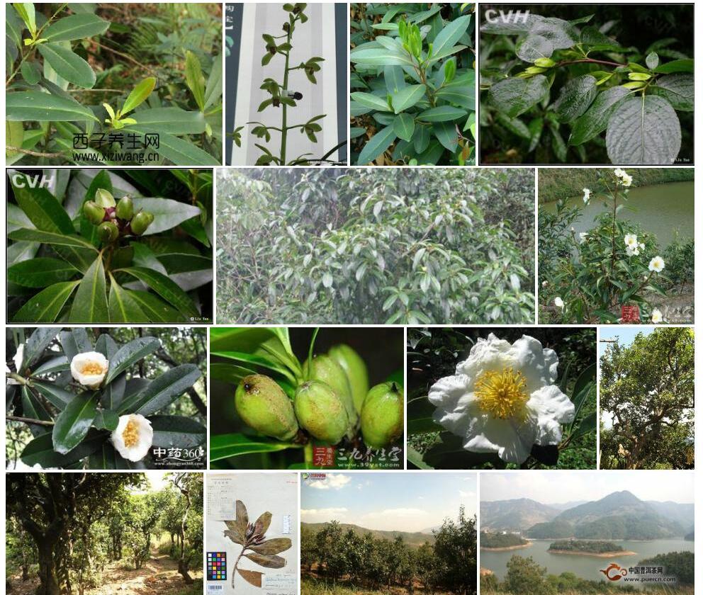长果大头茶照片和图片/