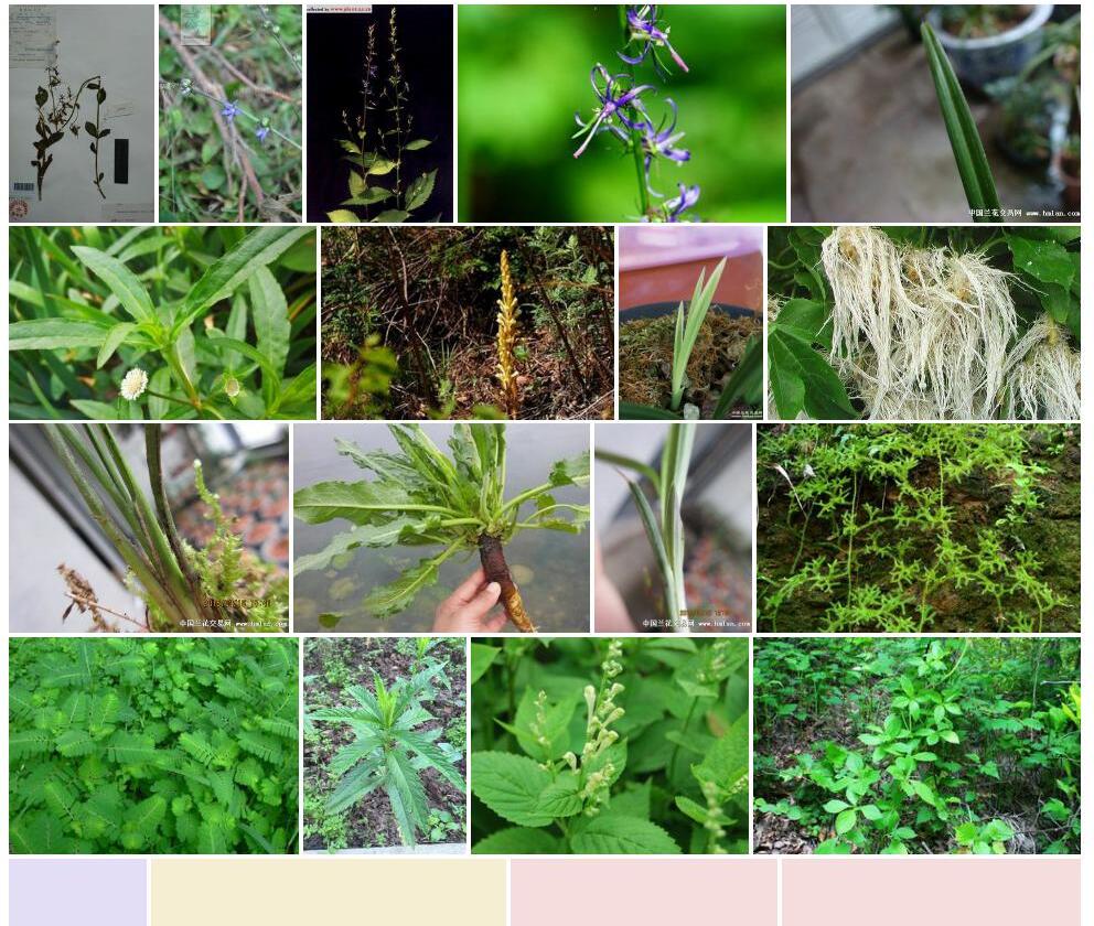 长果牧根草照片和图片/