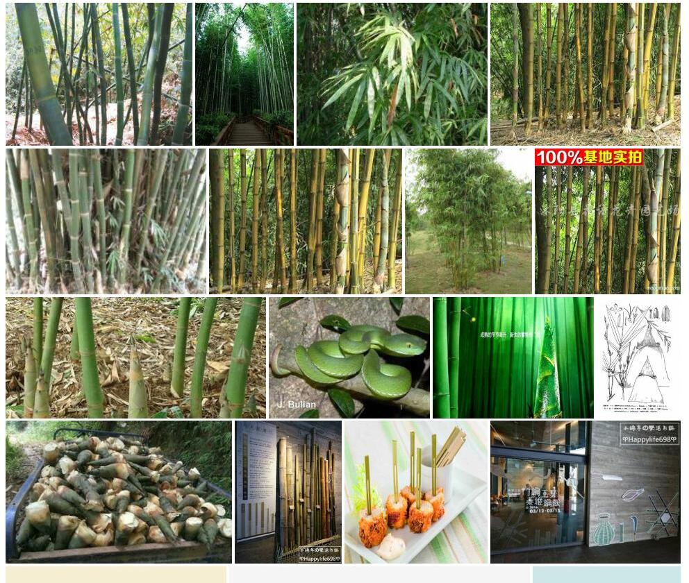长枝竹照片和图片/