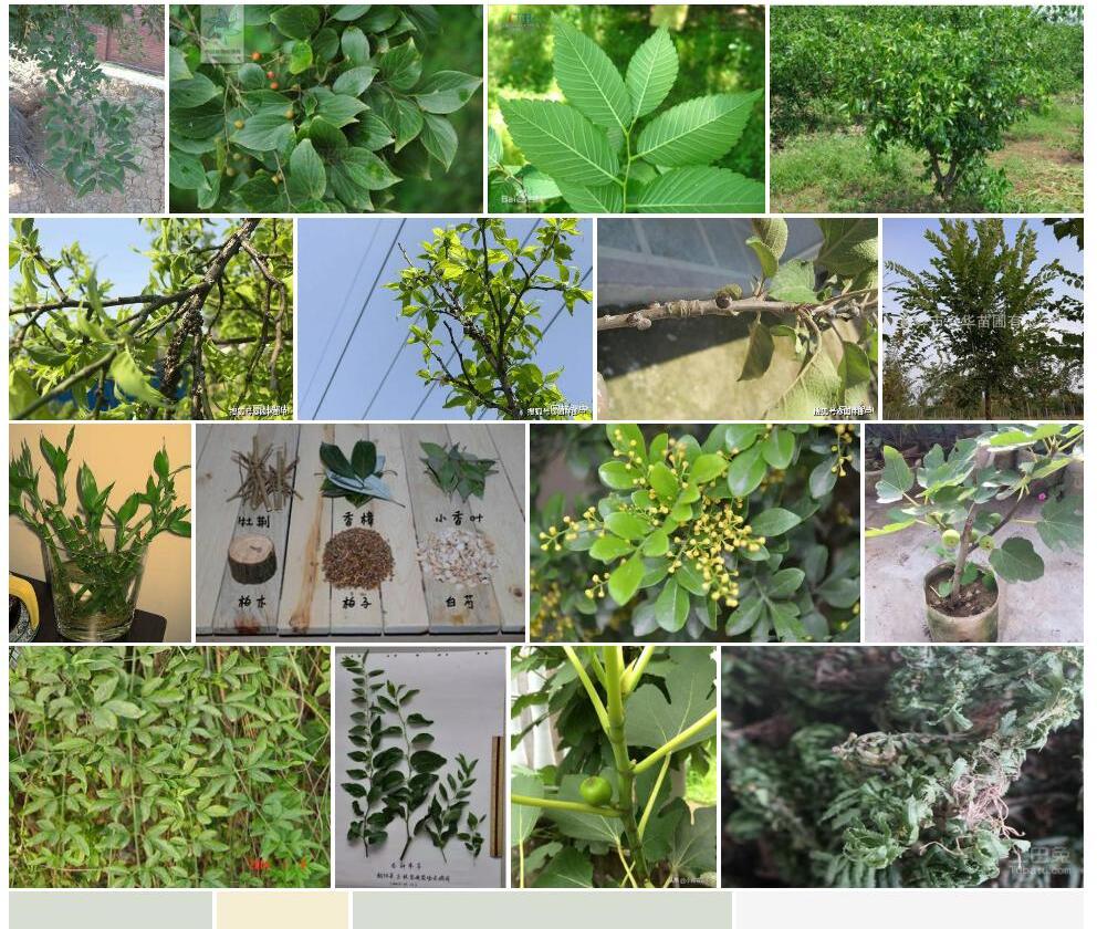 长枝节节木照片和图片/