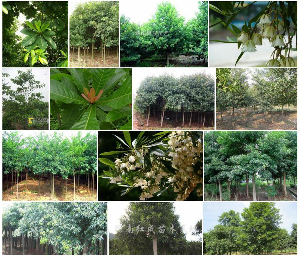 长柄杜英照片和图片/