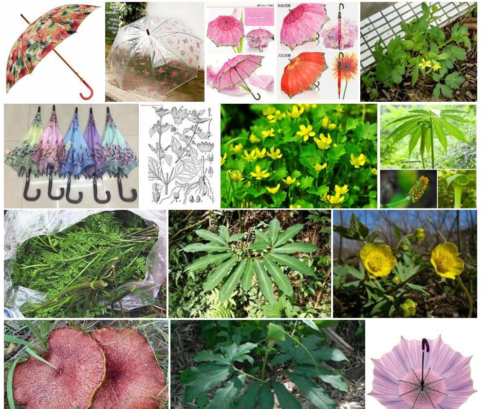 长柄歧伞花照片和图片/