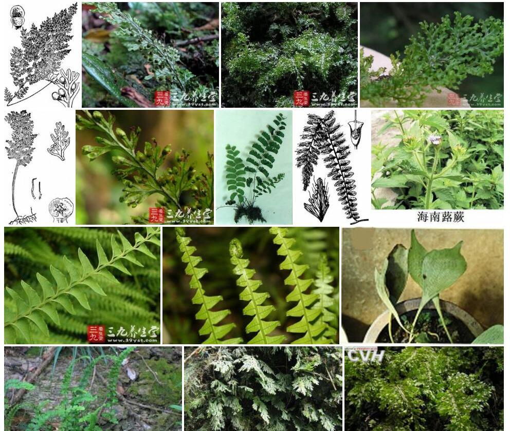 长柄蕗蕨照片和图片/