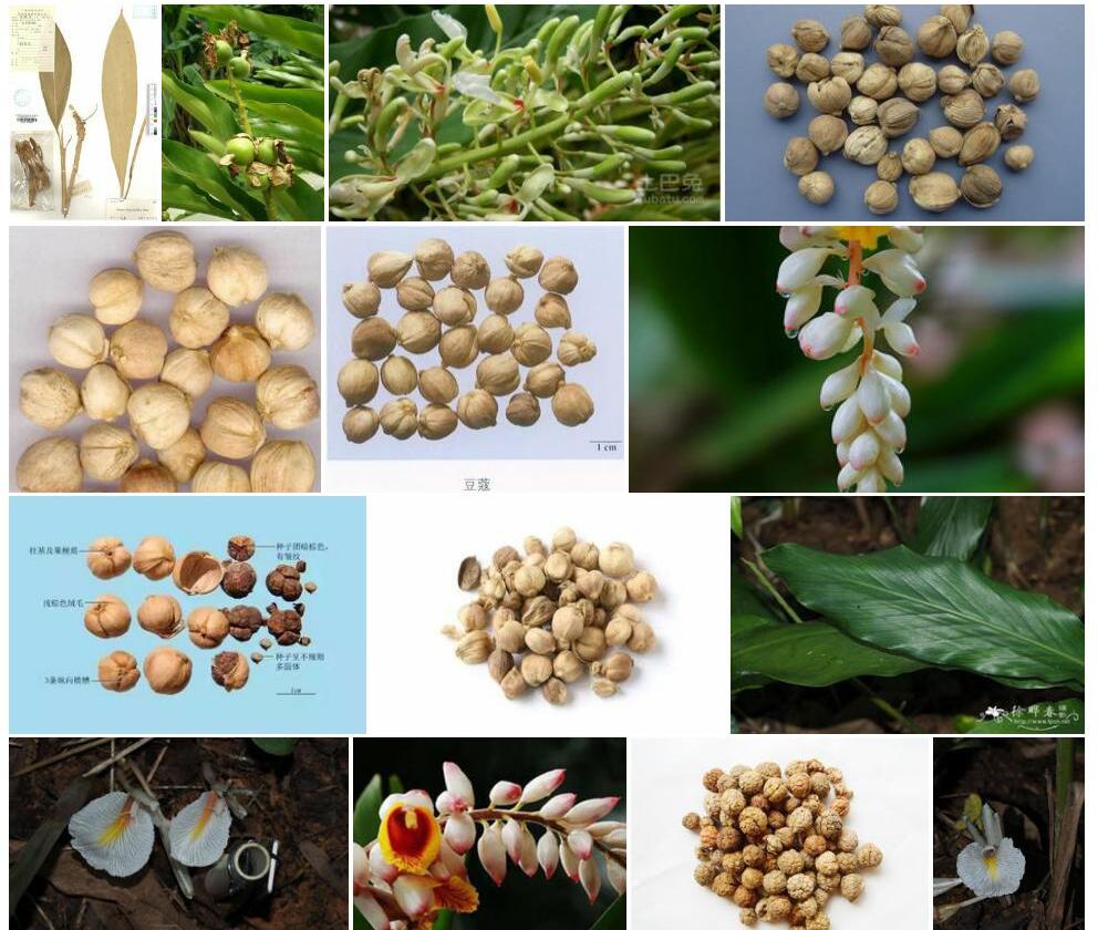 长柄豆蔻照片和图片/