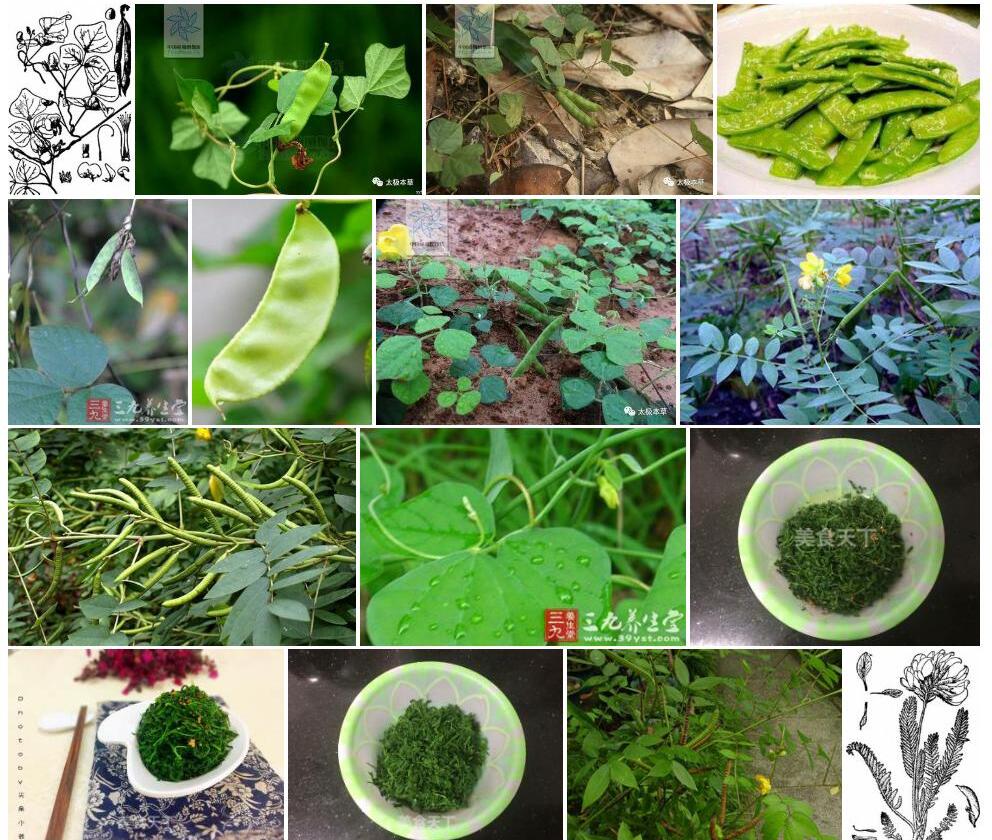长柄野扁豆照片和图片/
