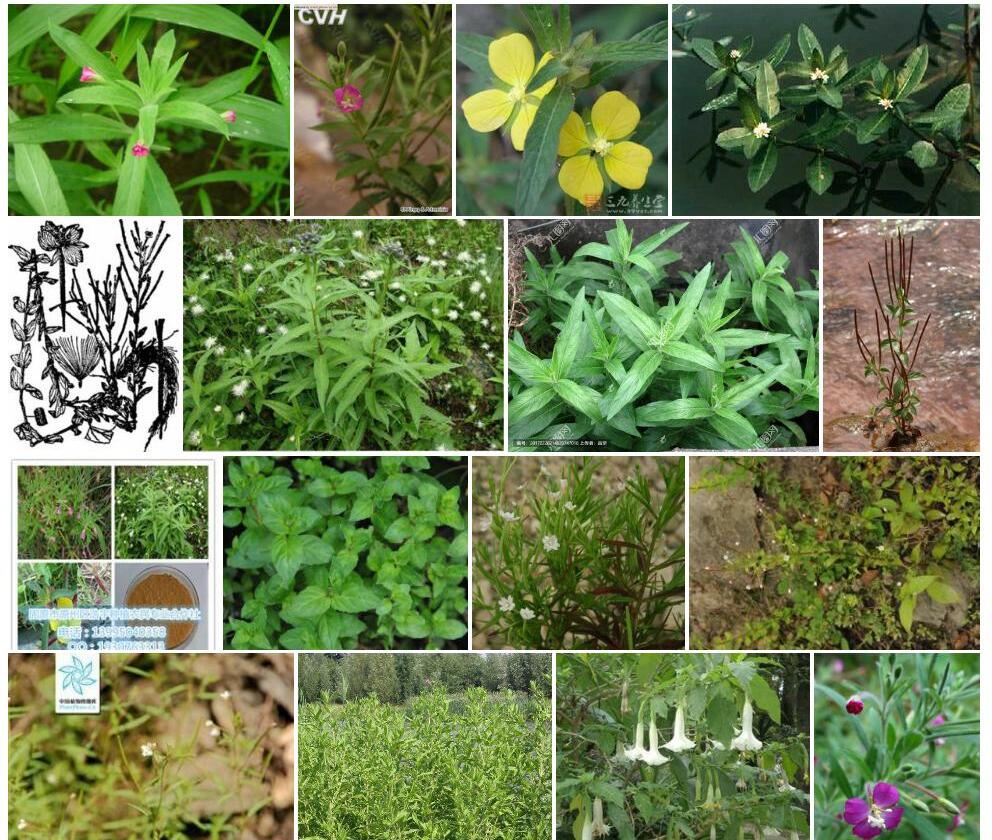 长柱柳叶菜照片和图片/