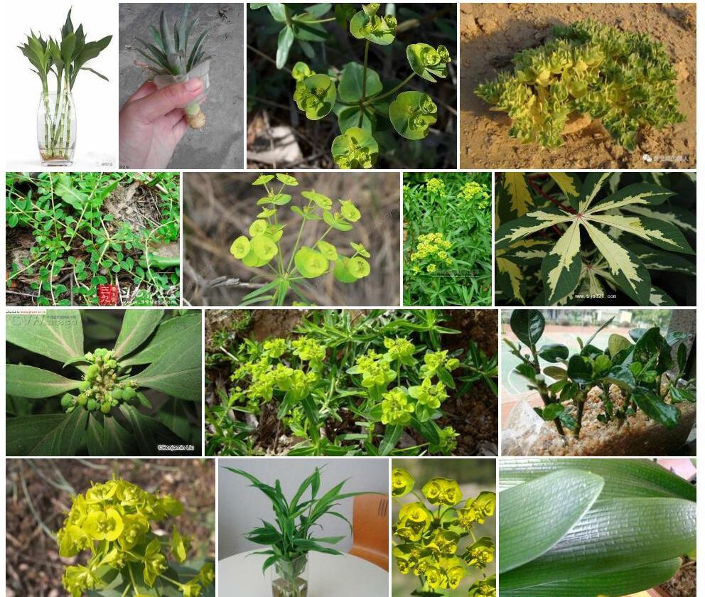 长根大戟照片和图片/