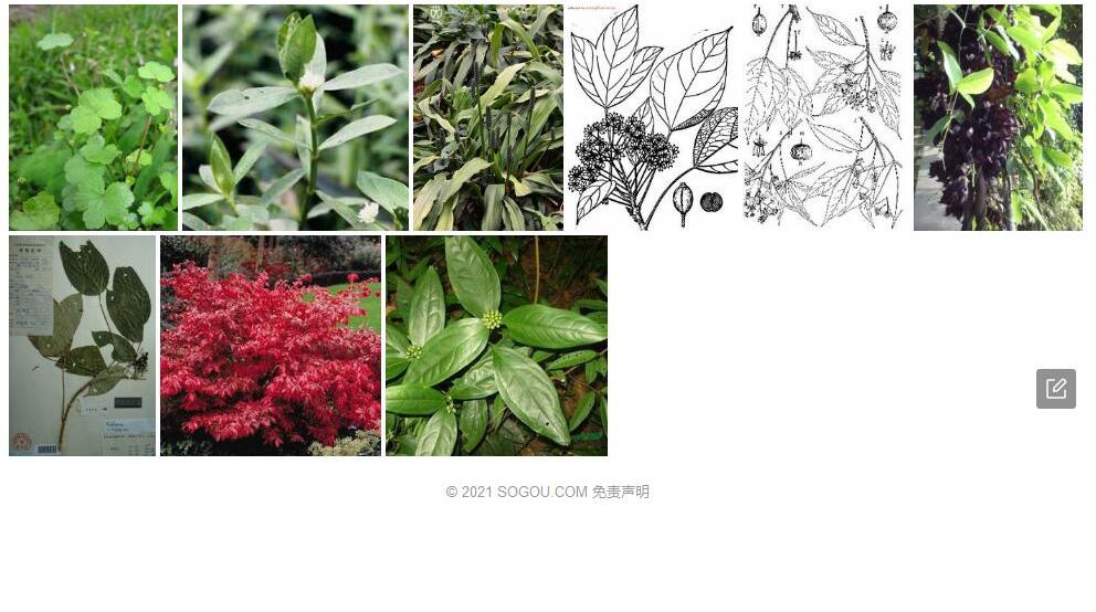 长梗常春木照片和图片/
