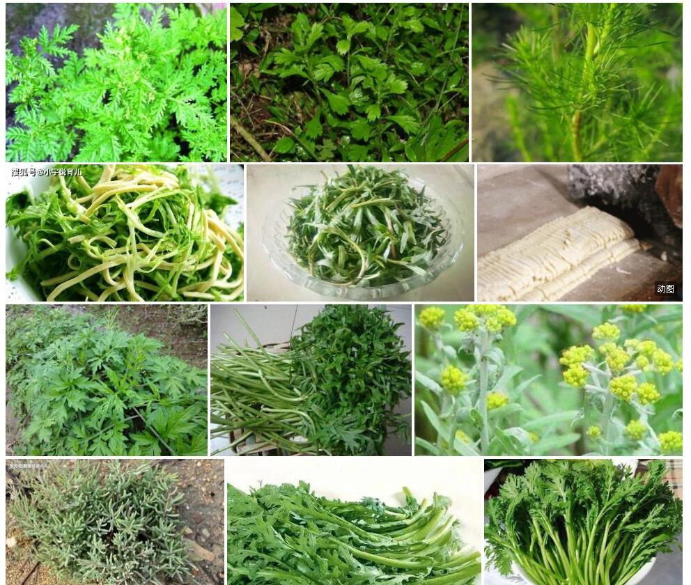 长梗米蒿照片和图片/