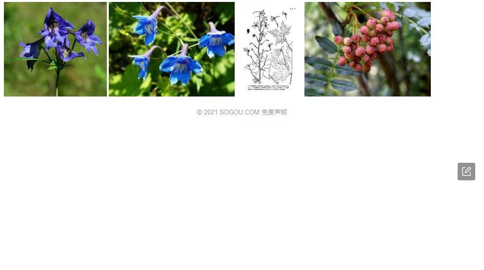 长梗翠雀花照片和图片/