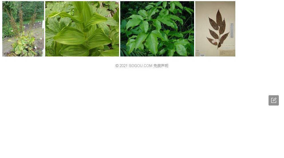 长梗藜芦照片和图片/