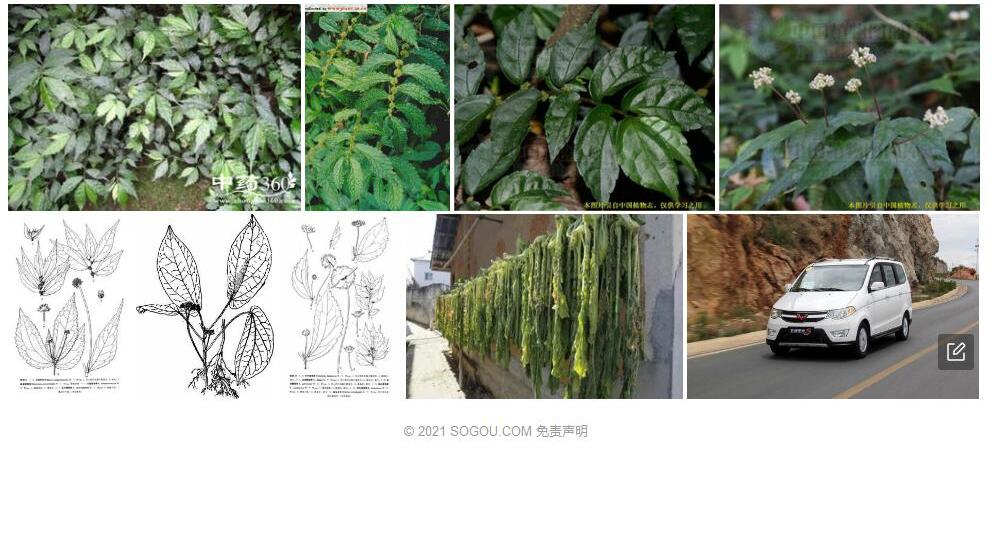 长梗赤车照片和图片/