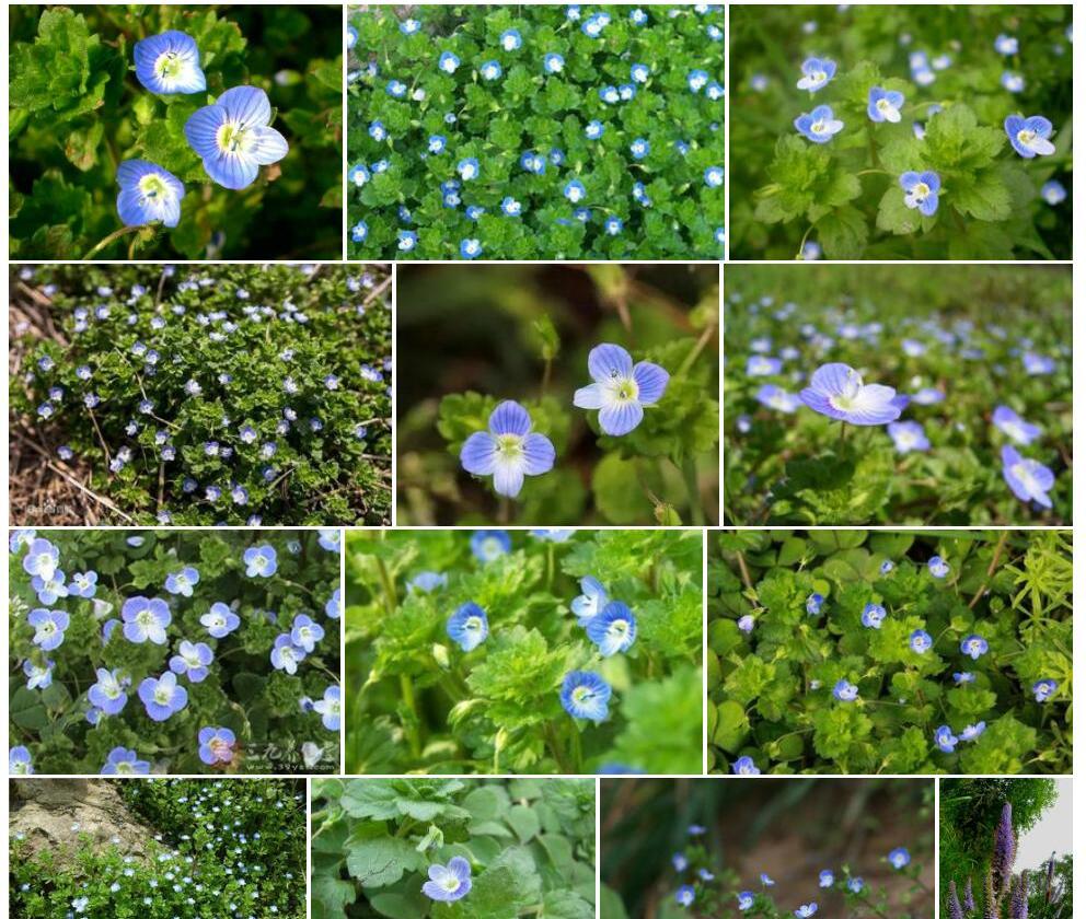 长毛婆婆纳照片和图片/