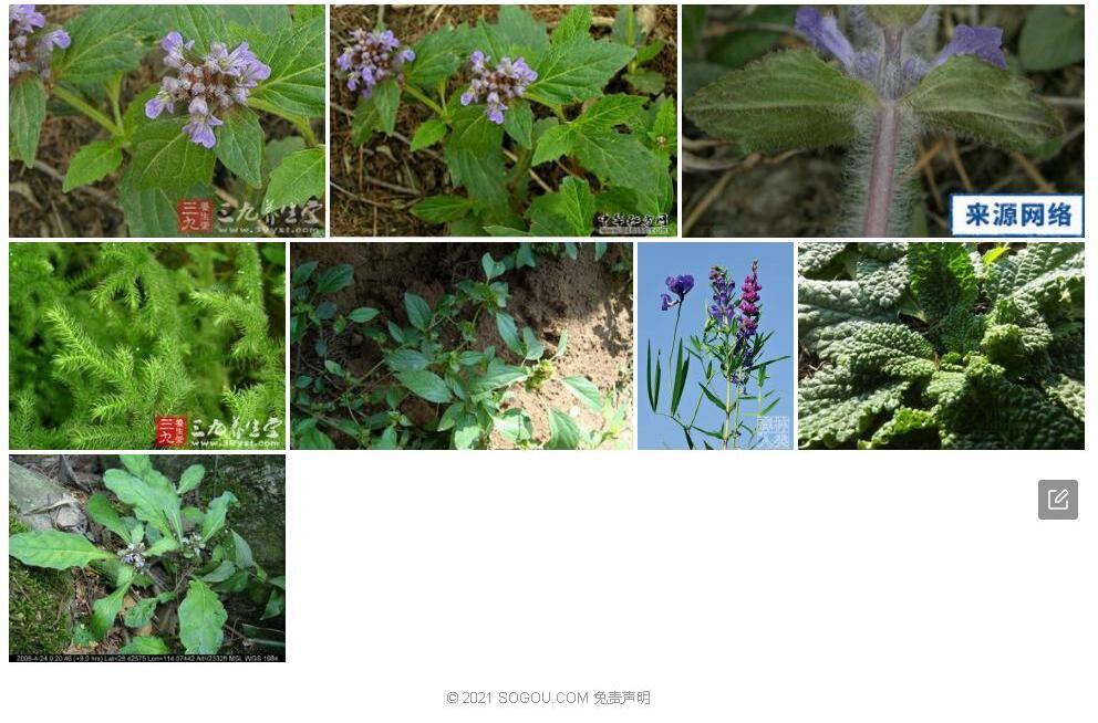 长毛筋骨草照片和图片/