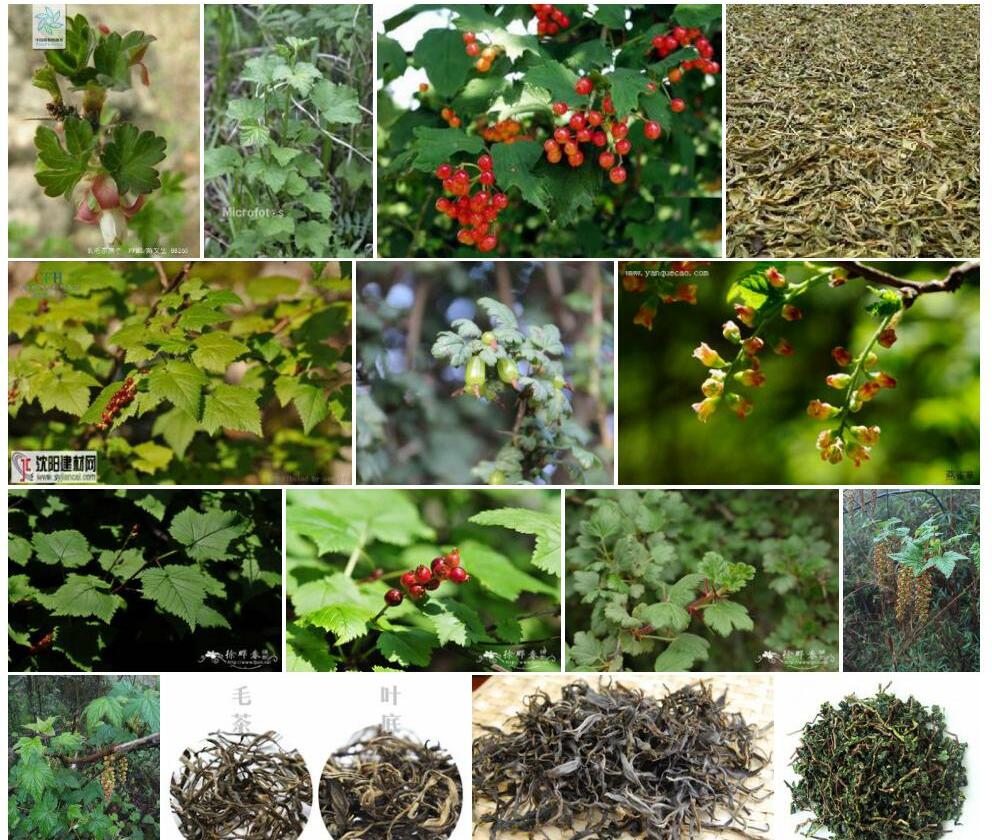 长毛茶藨子照片和图片/