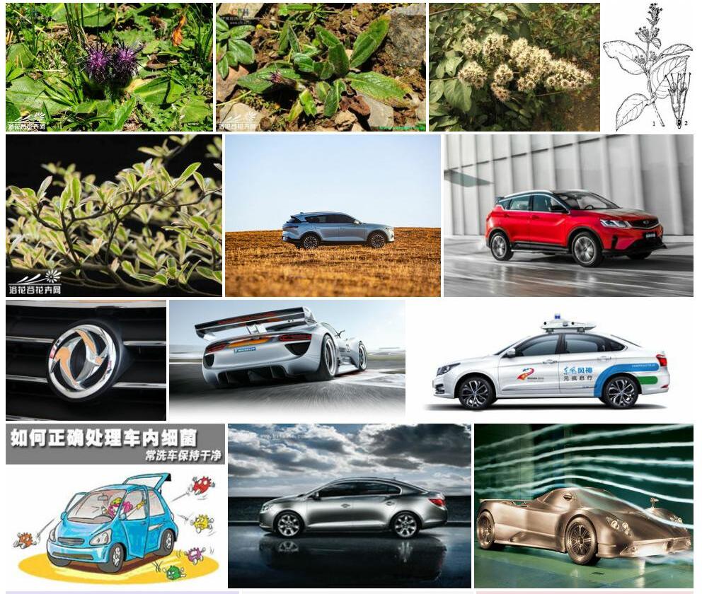 长毛风车子照片和图片/