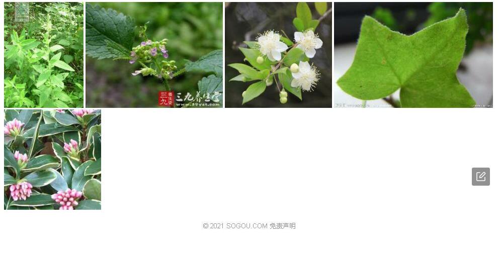 长毛香科科照片和图片/