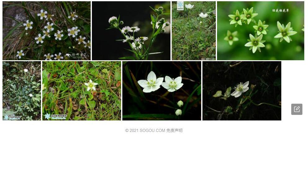 长爪梅花草照片和图片/