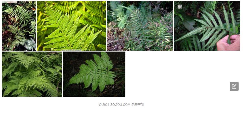 长白山金星蕨照片和图片/