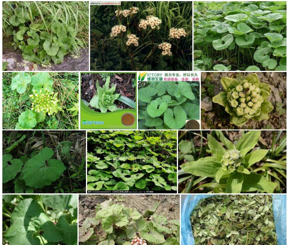 长白蜂斗菜照片和图片/