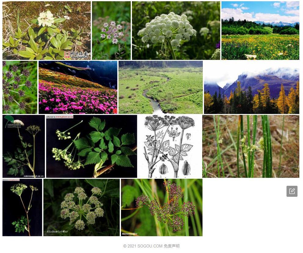 长白高山芹照片和图片/