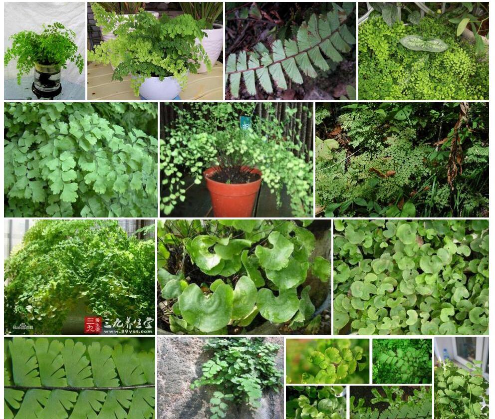 长盖铁线蕨照片和图片/