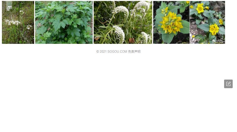 长穗珍珠菜照片和图片/