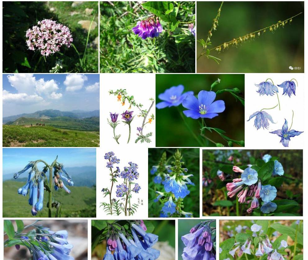 长筒滨紫草照片和图片/