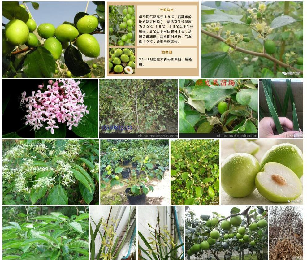 长管大青照片和图片/