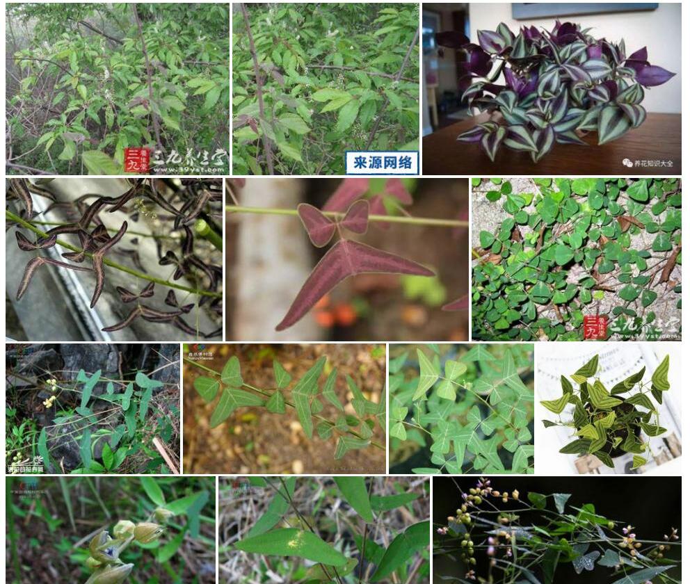长管蝙蝠草照片和图片/