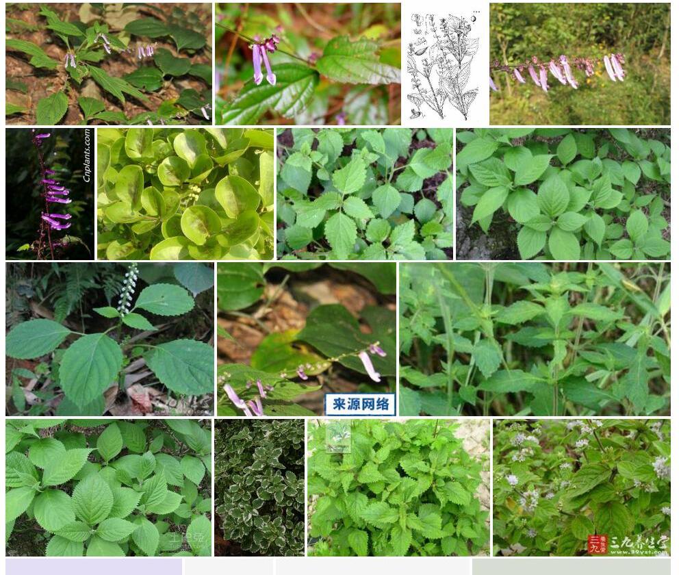 长管香茶菜照片和图片/