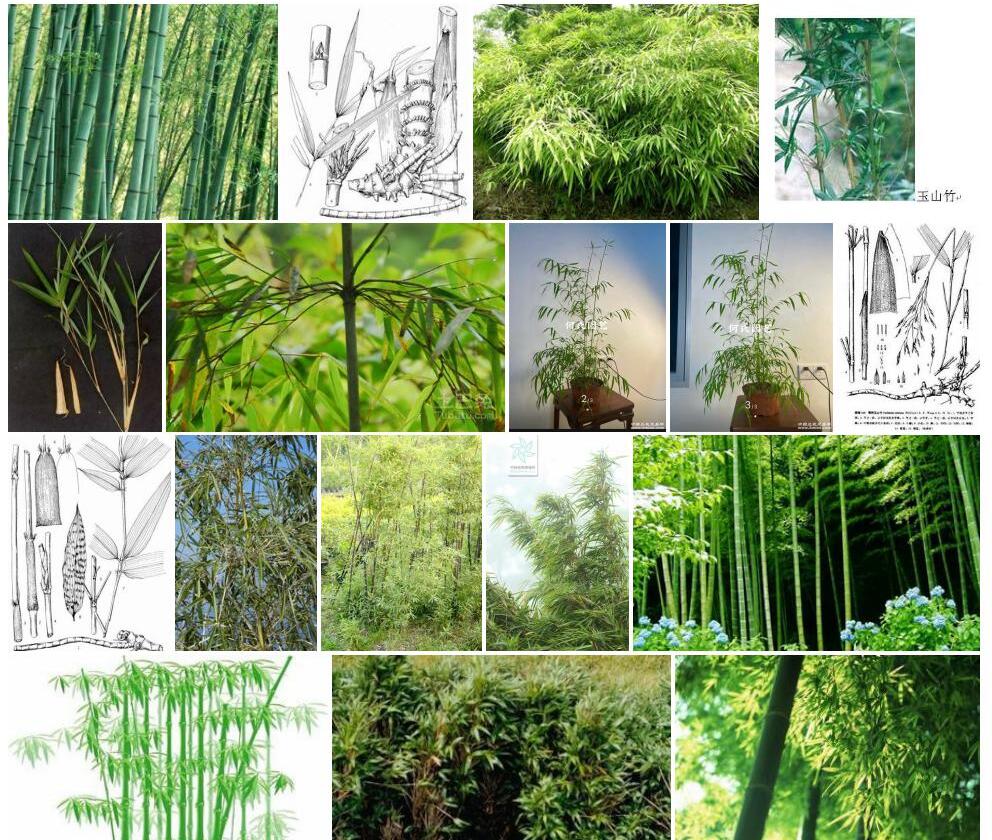 长肩毛玉山竹照片和图片/