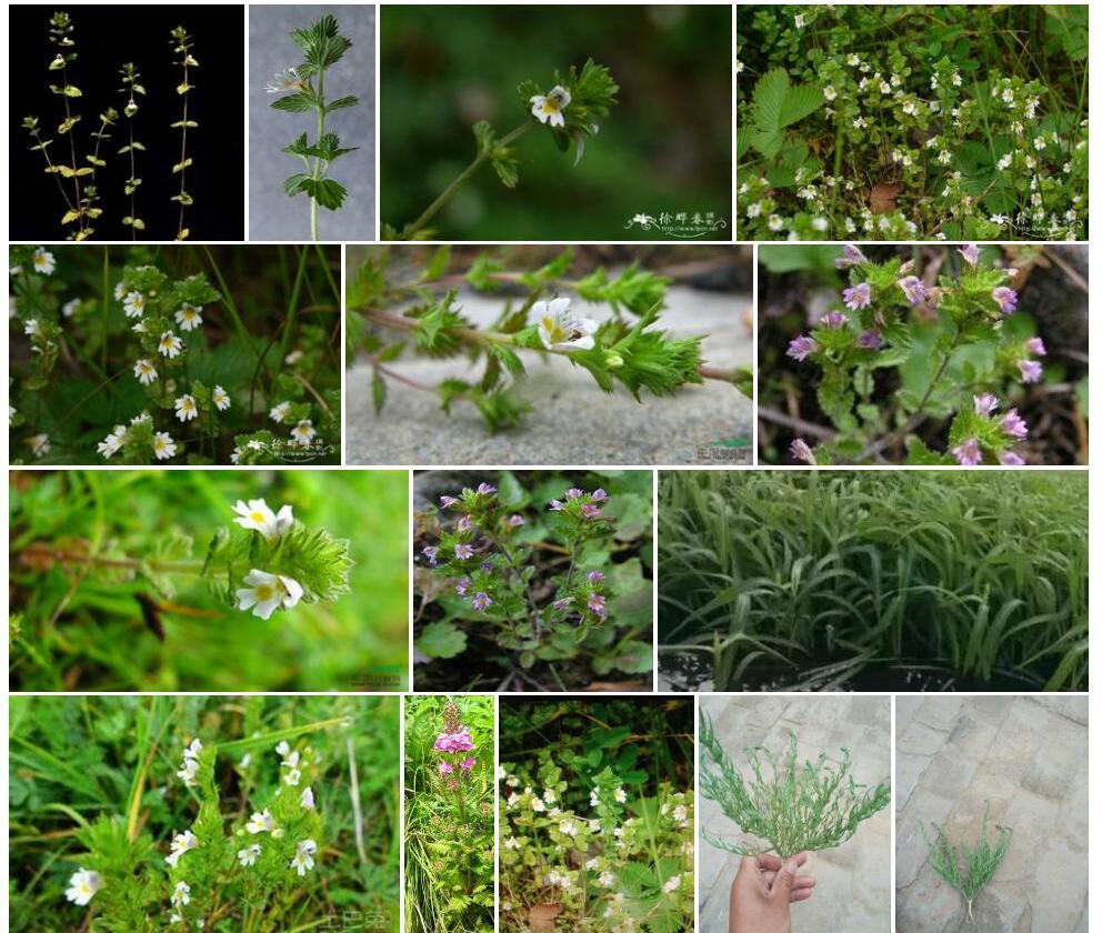 长腺小米草照片和图片/