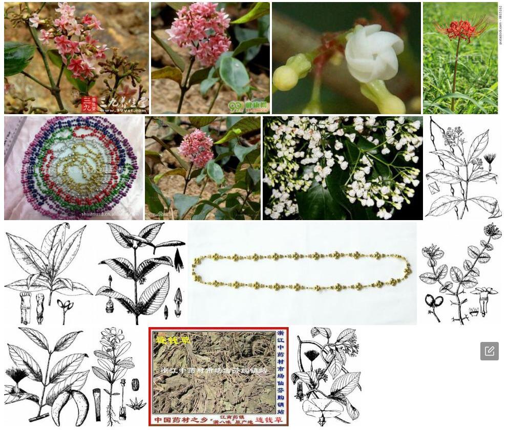 长节珠照片和图片/