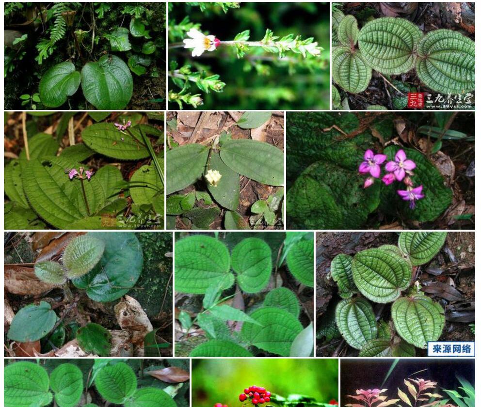 长芒锦香草照片和图片/