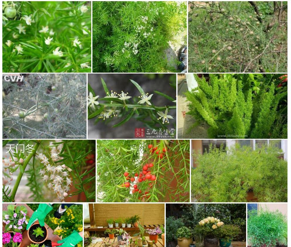 长花天门冬照片和图片/