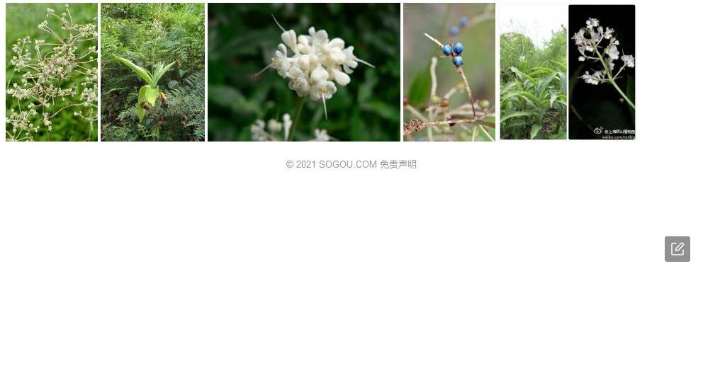 长花枝杜若照片和图片/