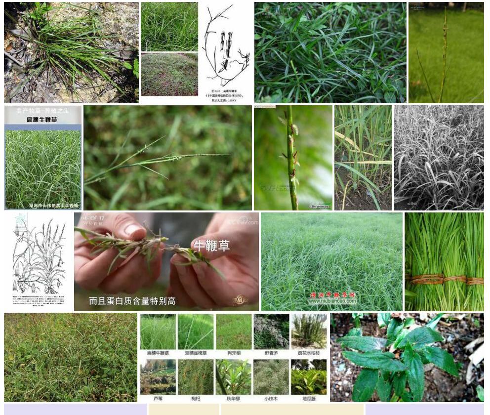 长花牛鞭草照片和图片/
