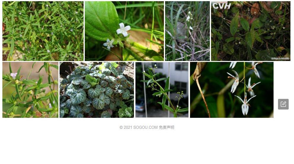 长花轴耳草照片和图片/
