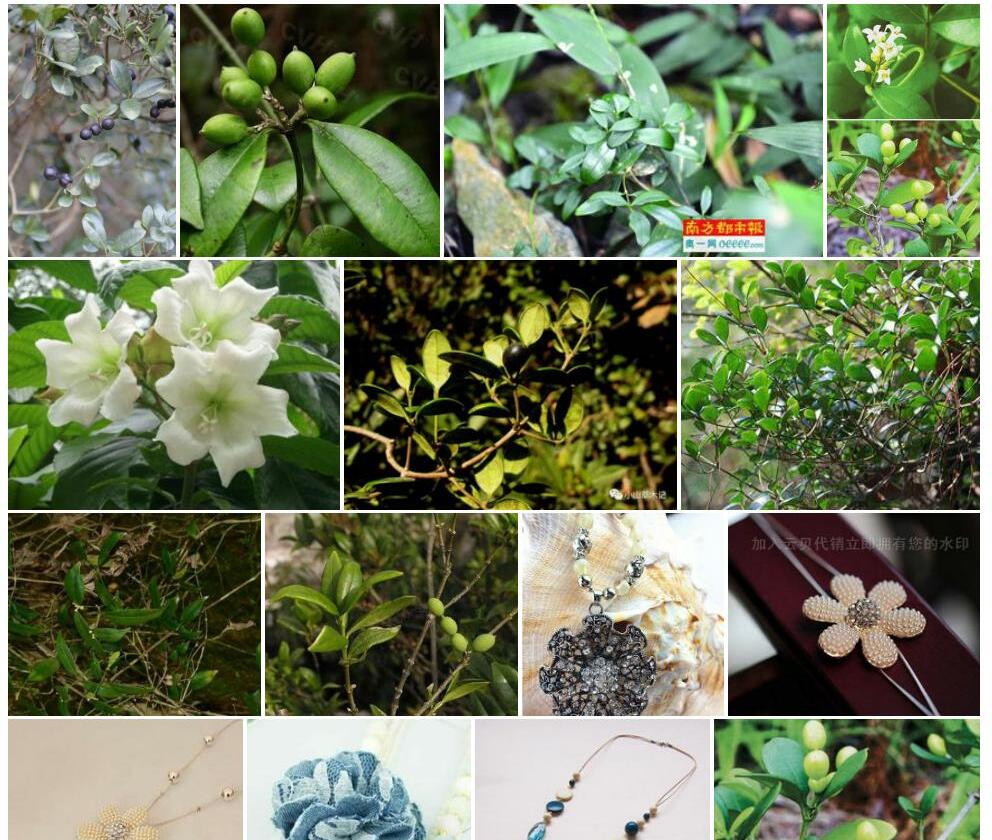 长花链珠藤照片和图片/