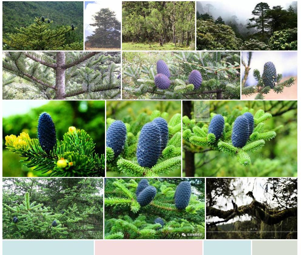 长苞冷杉照片和图片/