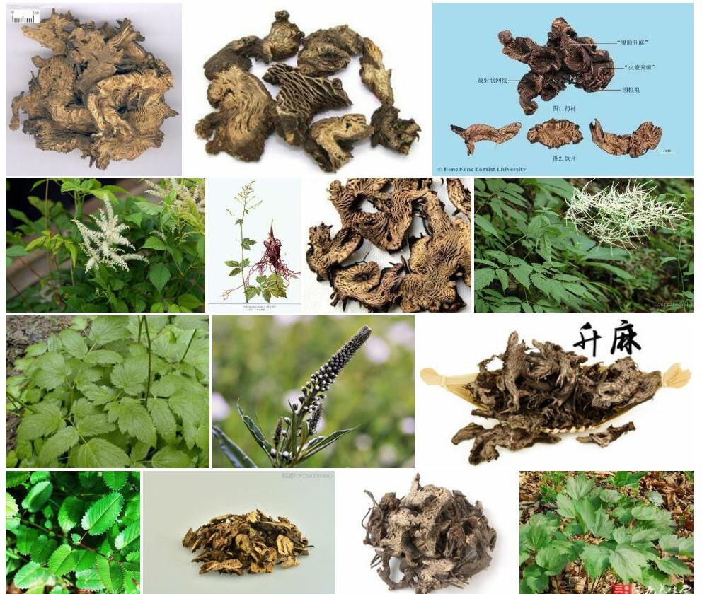 长苞升麻照片和图片/