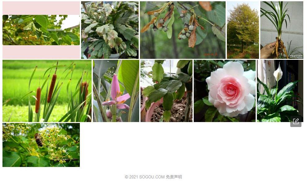 长苞椴照片和图片/