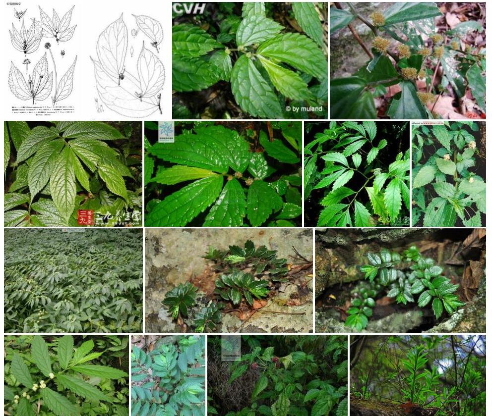 长苞楼梯草照片和图片/