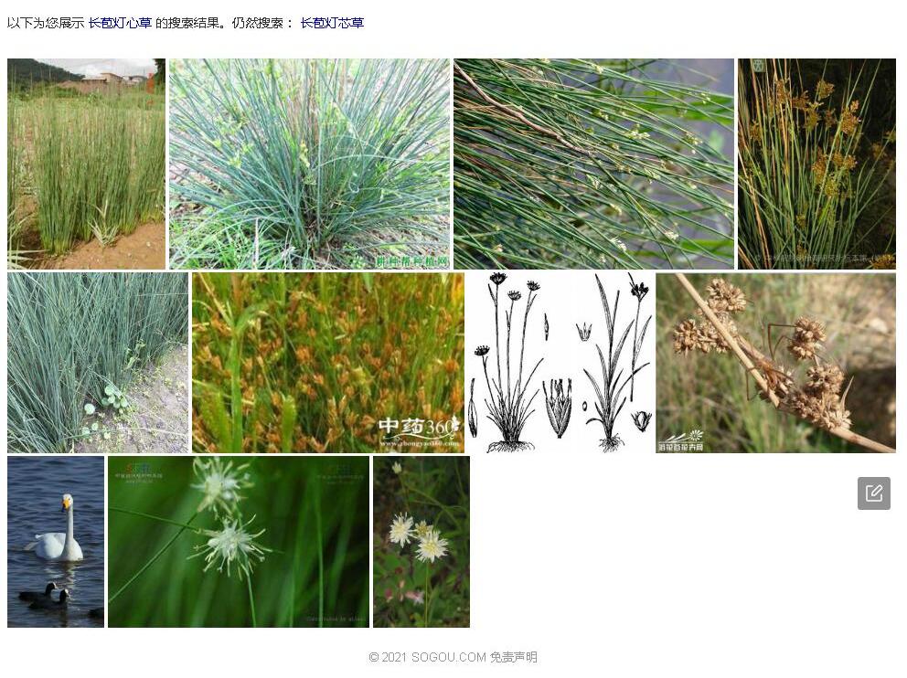 长苞灯芯草照片和图片/