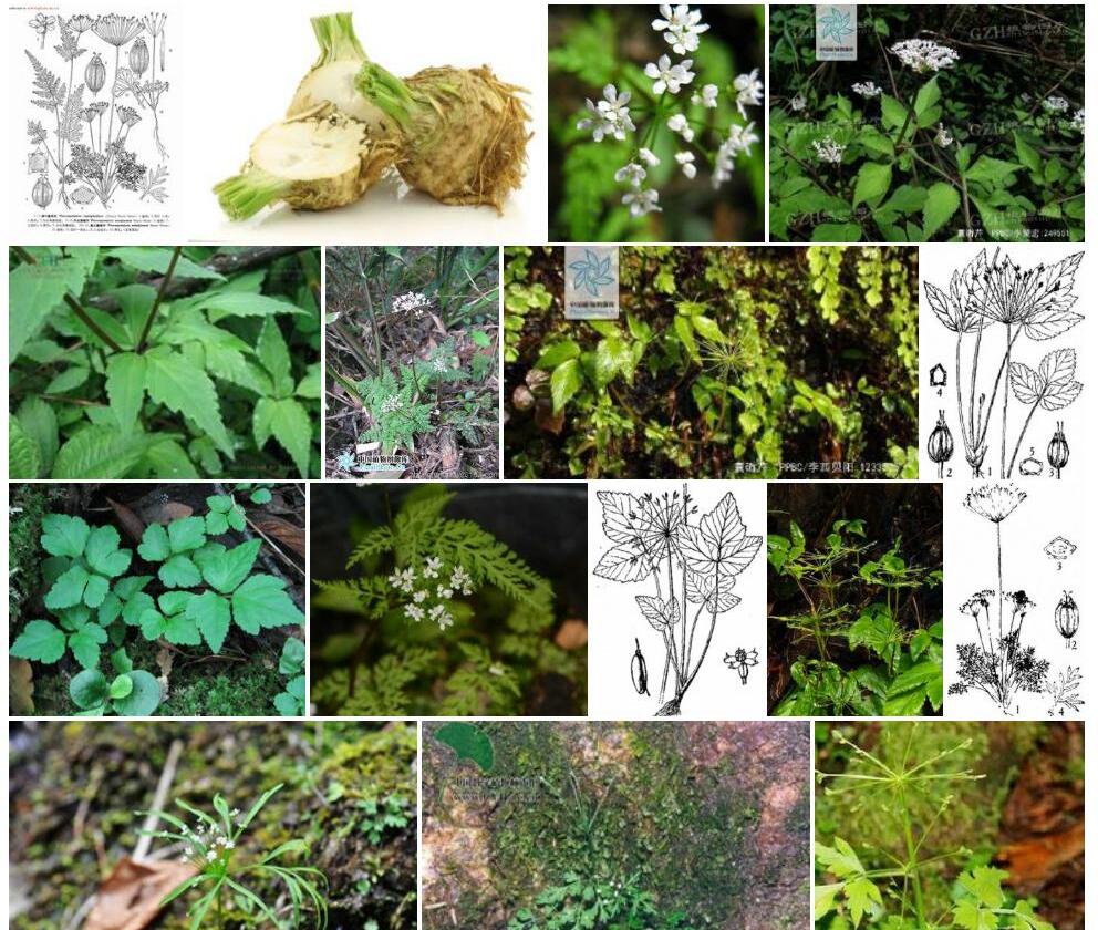 长茎囊瓣芹照片和图片/