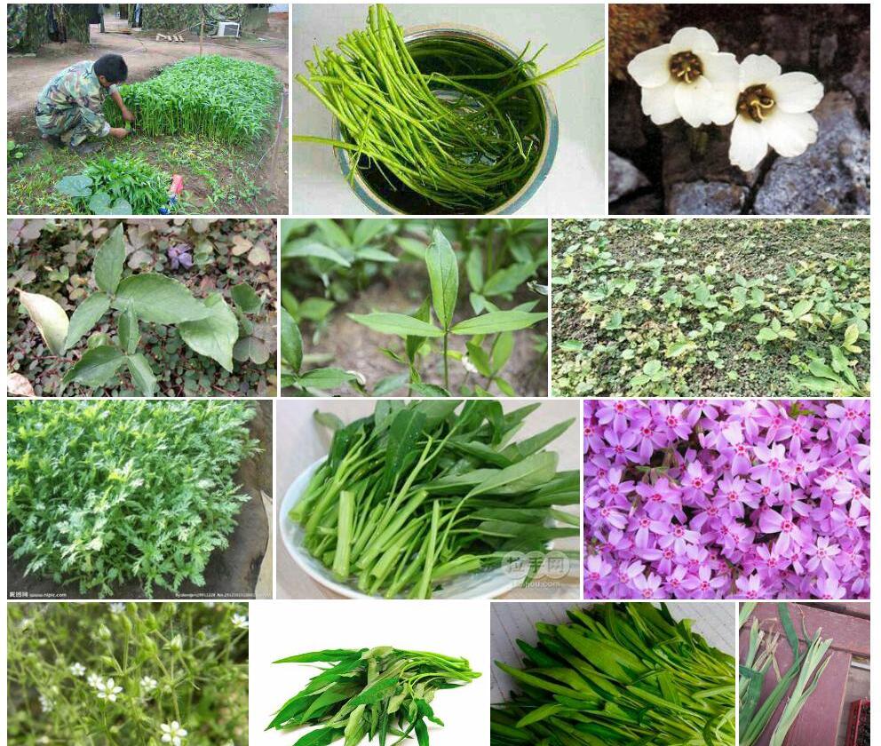 长茎无心菜照片和图片/