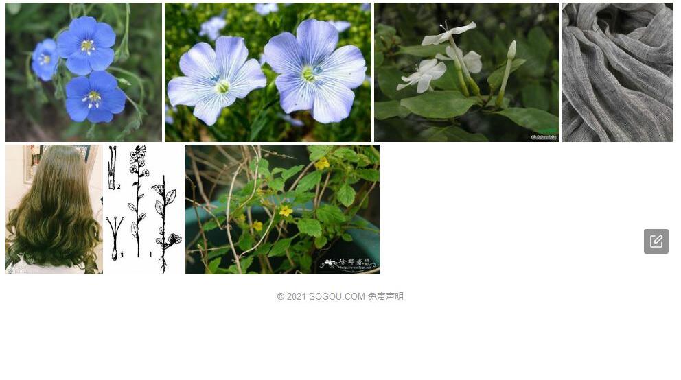 长萼亚麻照片和图片/